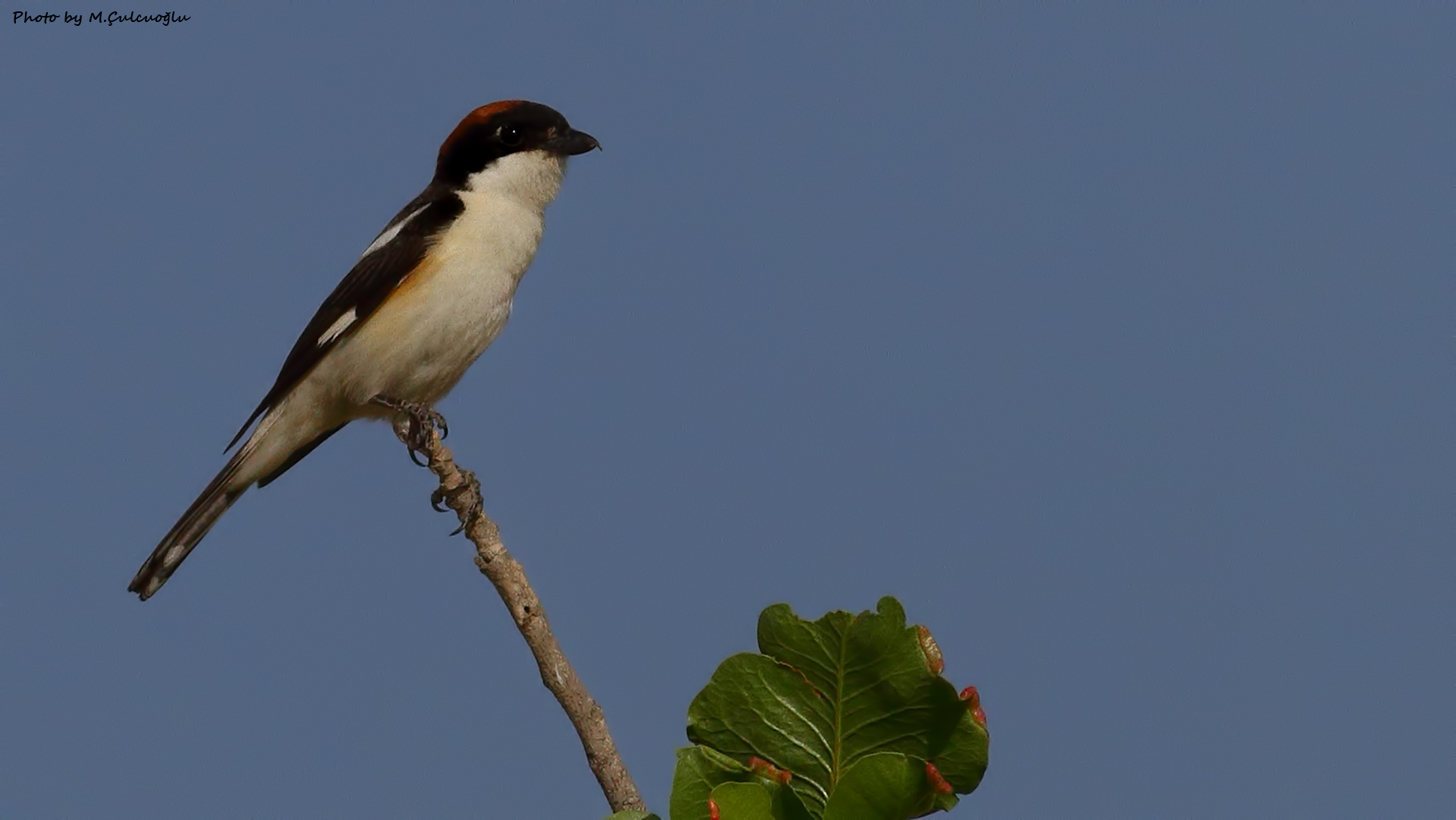 Woodchat Shrike